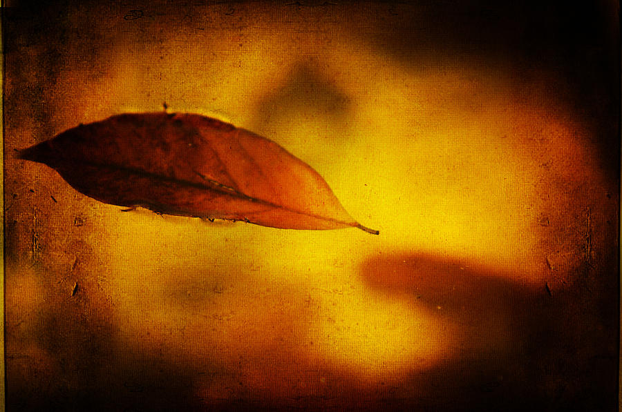 Golden Leaf Photograph by Jenny Rainbow