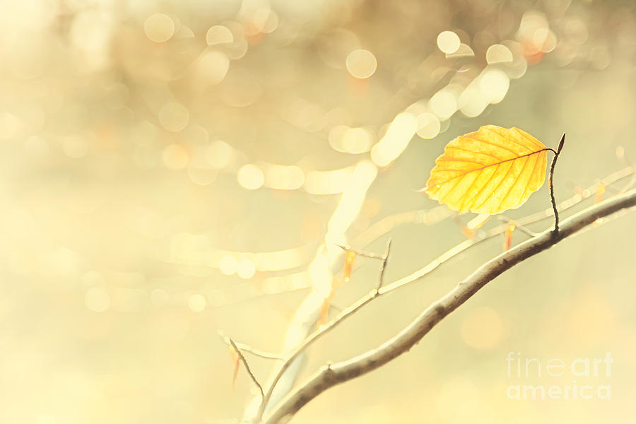 Nature Photograph - Golden Leaf by Natalie Kinnear