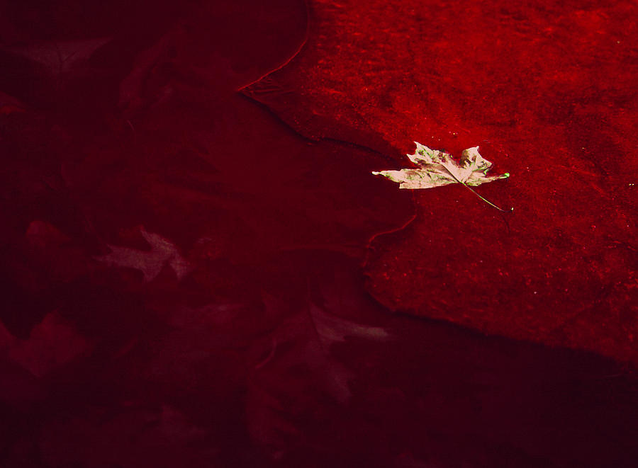 Golden Leaf on Crimson Ice Photograph by Joe Connors