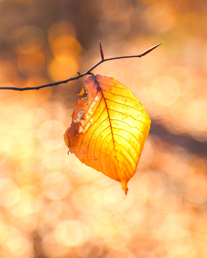 Golden Leaf Photograph by Steve Stephenson