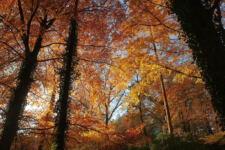 Tree Photograph - Golden leafs by Erik Tanghe