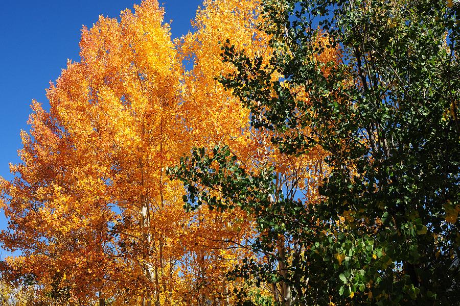 Golden Leaves Against a Clear Blue Sky Photograph by Marilyn Burton