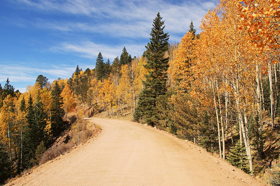 Golden Leaves along Gold Camp Road No.5 Photograph by Daniel Woodrum