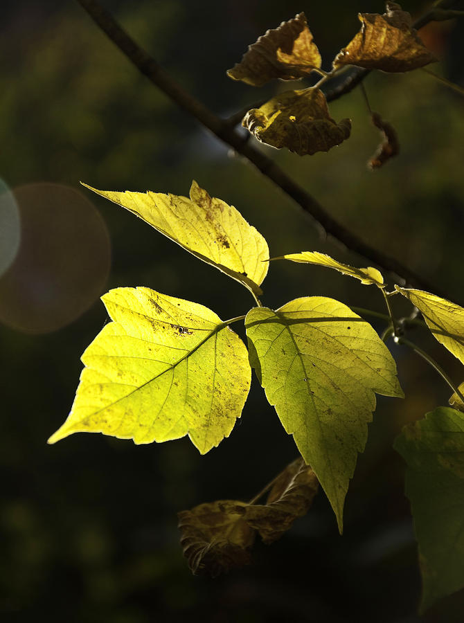 Golden Leaves Photograph by Craig Burgwardt