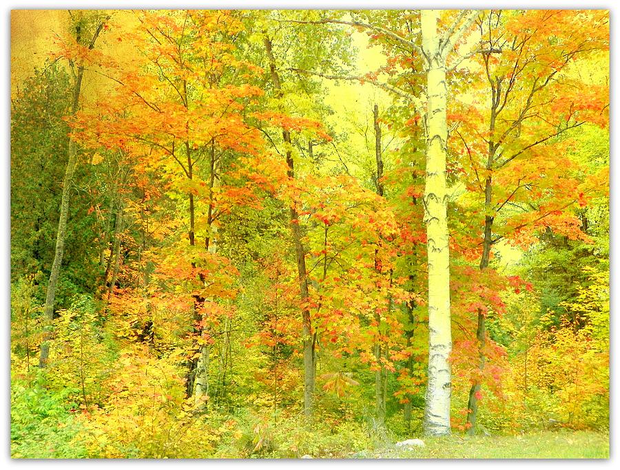 Canada Photograph - Golden Leaves by Dianne Lacourciere Canada Photograph - Golden Leaves by Dianne Lacourciere