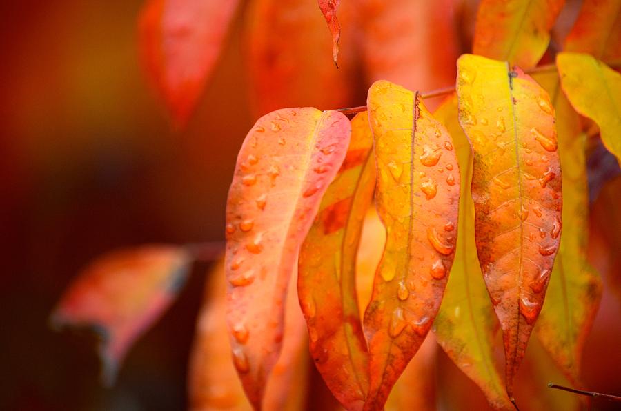 Golden leaves in the rain at Stanford Photograph by Alex King