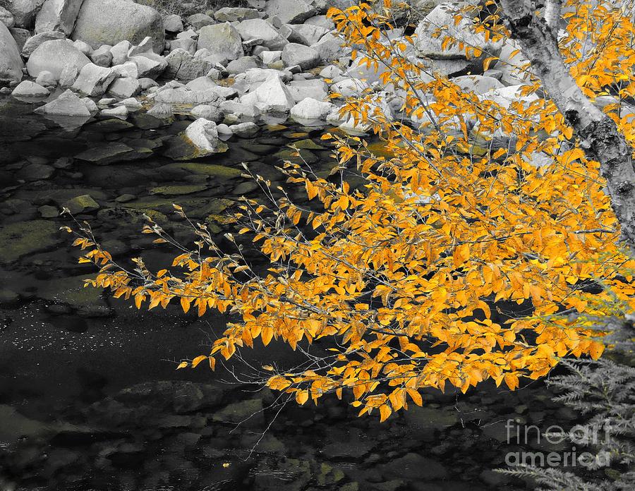 Golden Leaves Photograph by Marcia Lee Jones