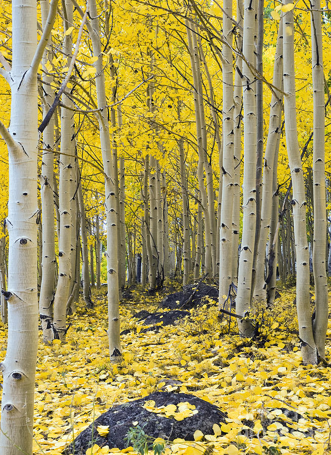 Golden Leaves of Aspen Photograph by Frank Wicker - Fine Art America