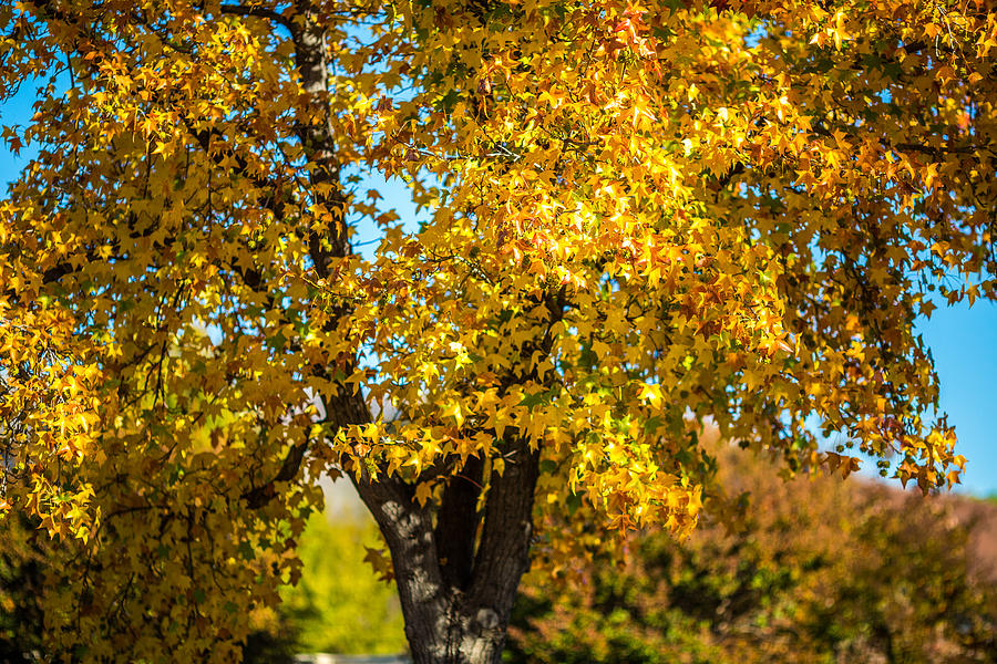 Fall Photograph - Golden Leaves of Autumn by Mike Lee