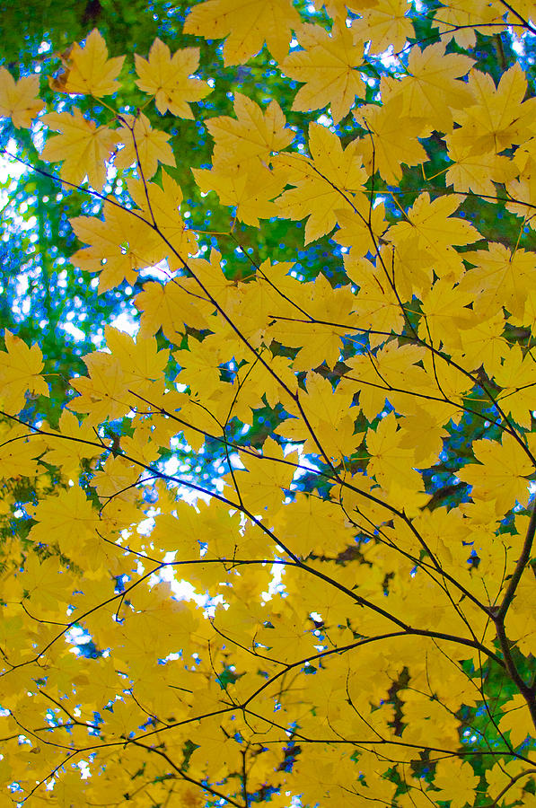 Golden Leaves of Autumn Photograph by Tikvahs Hope