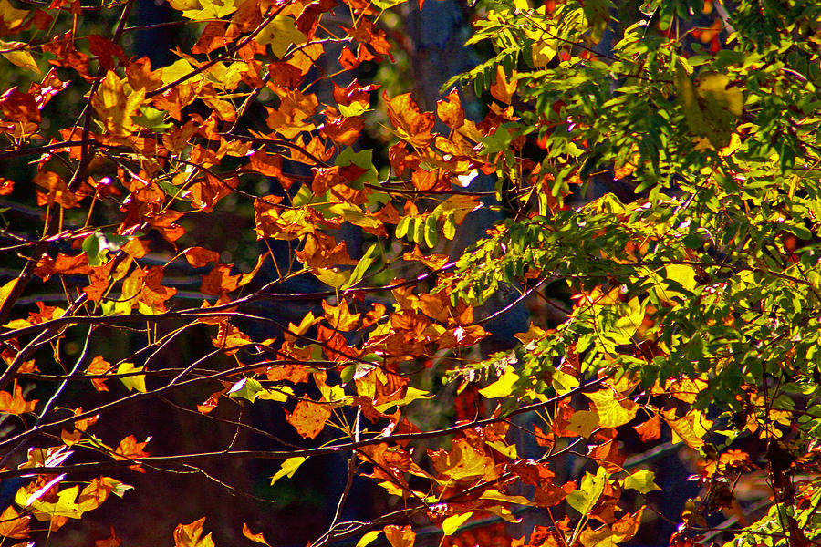 Golden Leaves On A Fall Afternoon Photograph