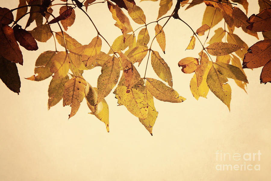 Golden Leaves Photograph by Pam  Holdsworth