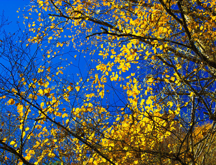 Golden Leaves Photograph by Penny Lisowski