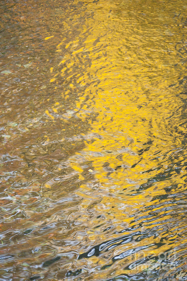 Golden leaves reflected in a stream. Photograph by Don Landwehrle