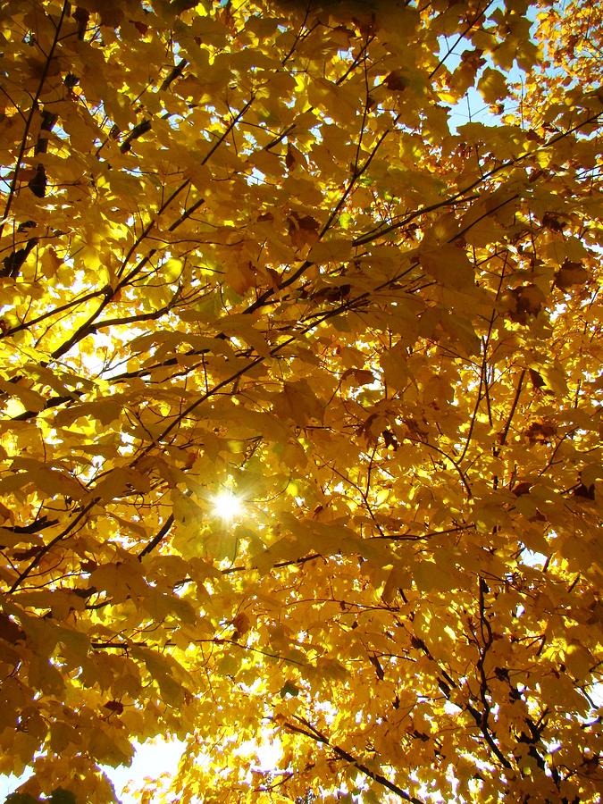 Golden Leaves Photograph by Zinvolle Art