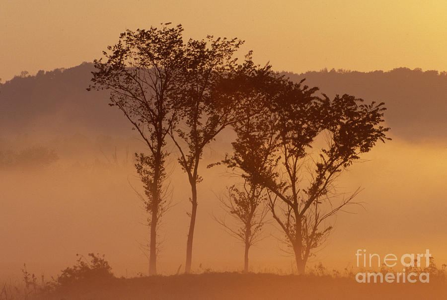 Tree Photograph - Golden Light and Trees by Denise Dupras