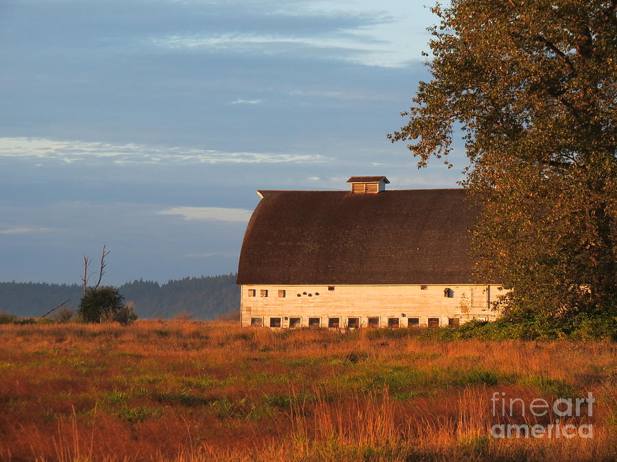 Golden Light at Nisqually Wildlife Refuge Photograph by Gayle Swigart