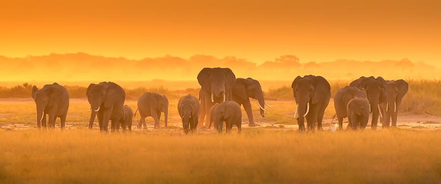 Elephants Photograph - Golden Light by David Hua