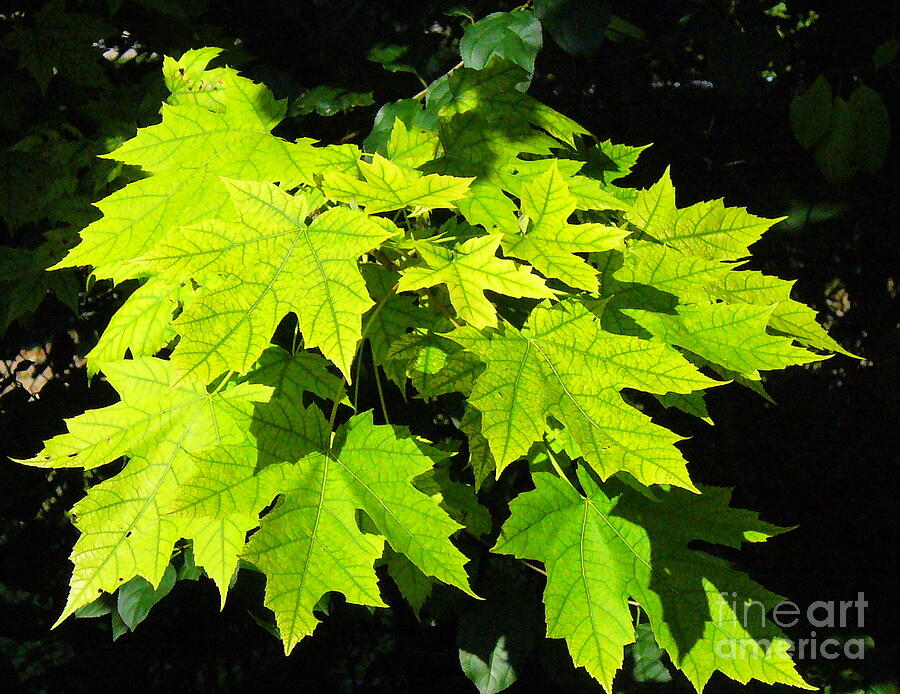 Golden light on green maple leaves Photograph by Lingfai Leung