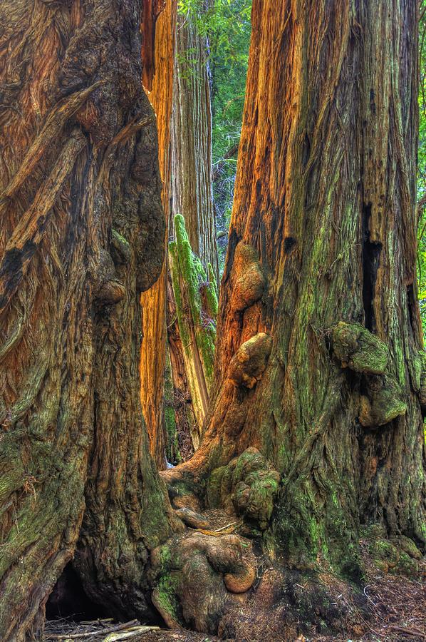 Golden Light Reaches the Grove Floor Muir Woods National Monument Late Winter Early Afternoon Photograph by Michael Mazaika