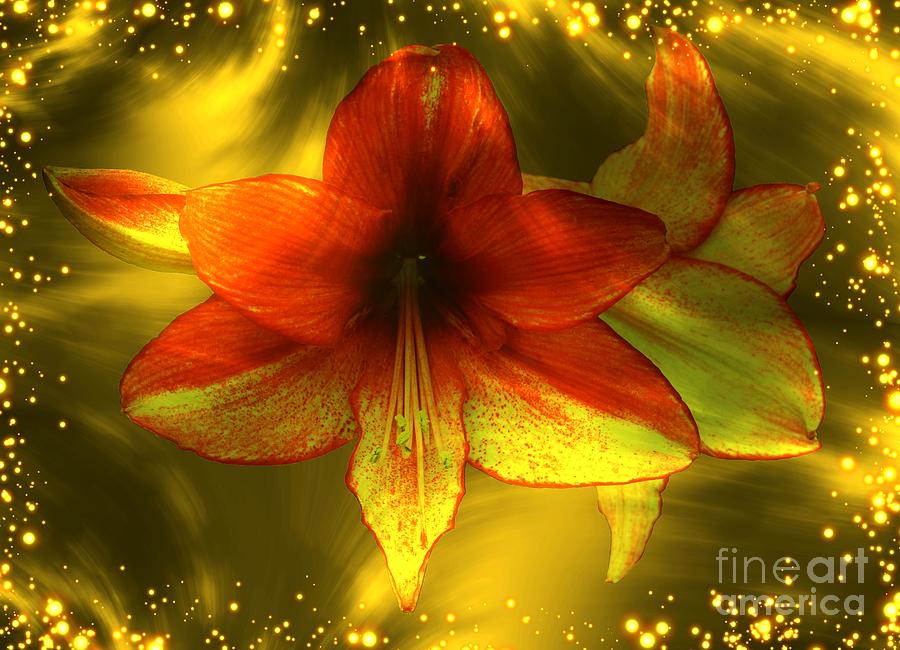 Golden Lily Photograph by Elizabeth Winter