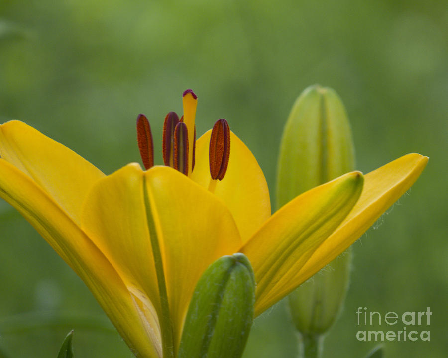 Golden Lily II Photograph by Lili Feinstein
