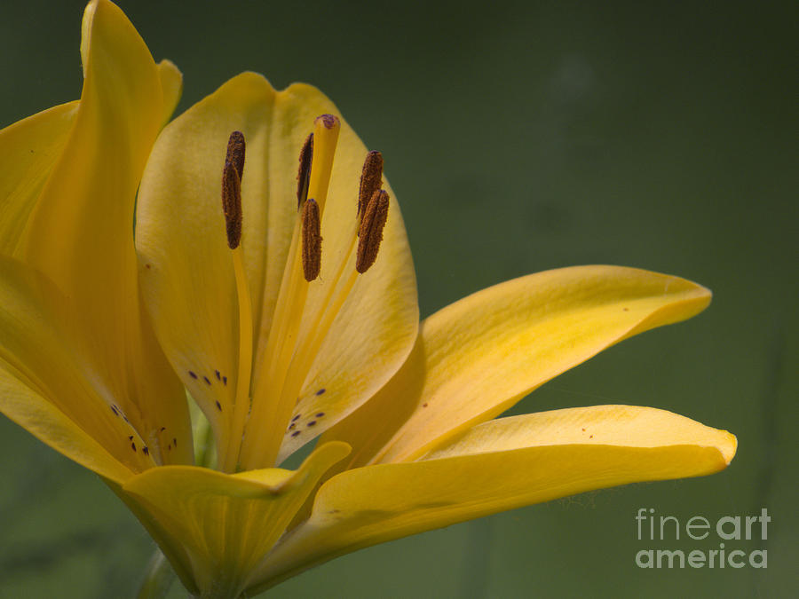Golden Lily Photograph by Lili Feinstein