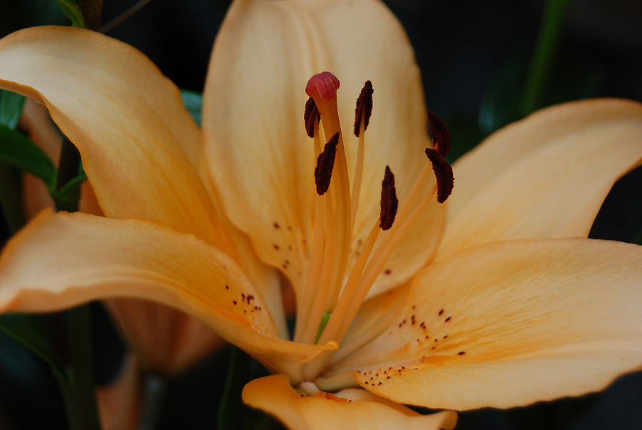 Golden Lily Photograph by Suzanne Gaff