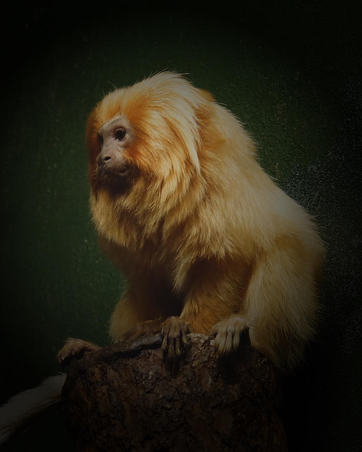 Monkey Photograph - Golden Lion Tamarin  by Ernest Echols