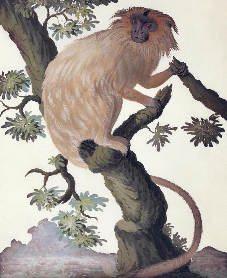 Golden Lion Tamarin Photograph by Natural History Museum, London/science Photo Library