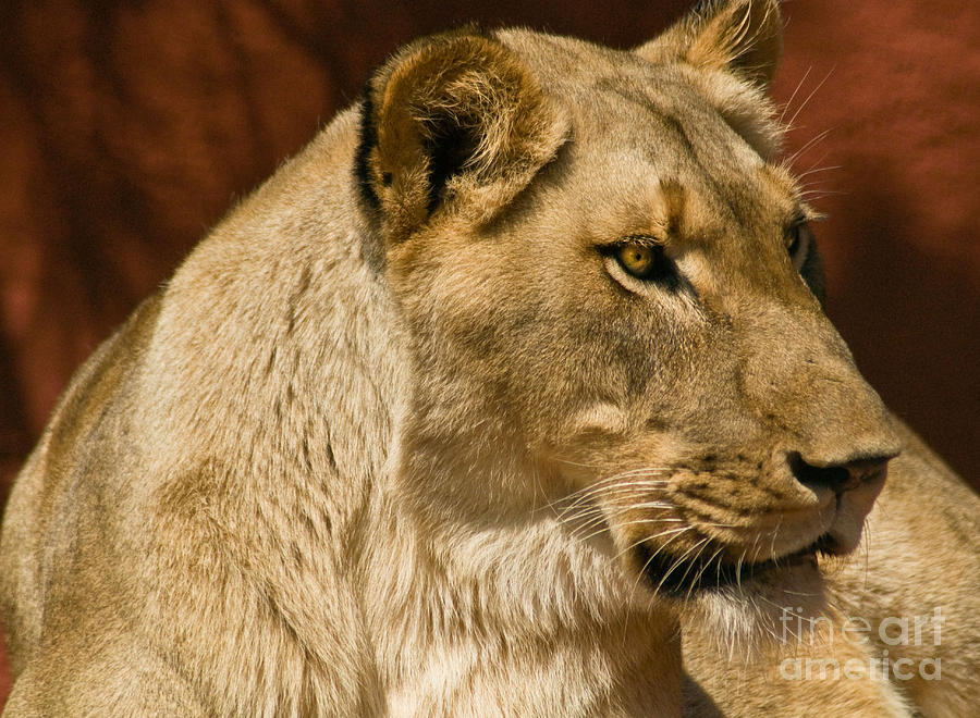 Golden Lioness Photograph By Michael Carruolo 