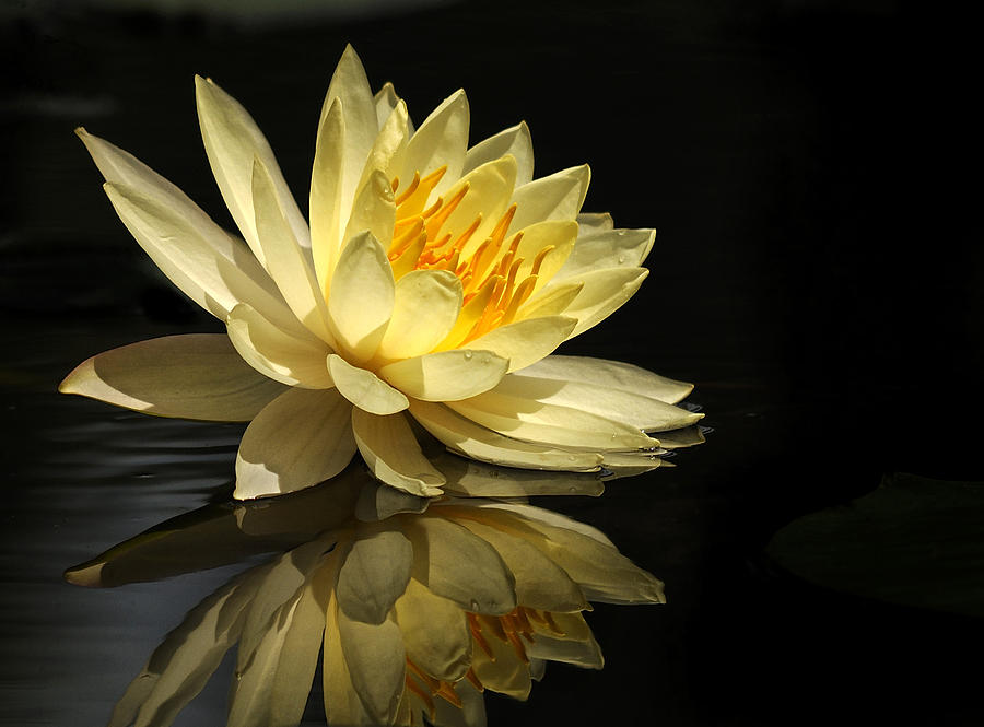 Golden Lotus Photograph by Carol Eade