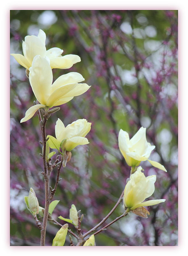 Golden Magnolia Blooms Photograph By Rosanne Jordan Fine Art America