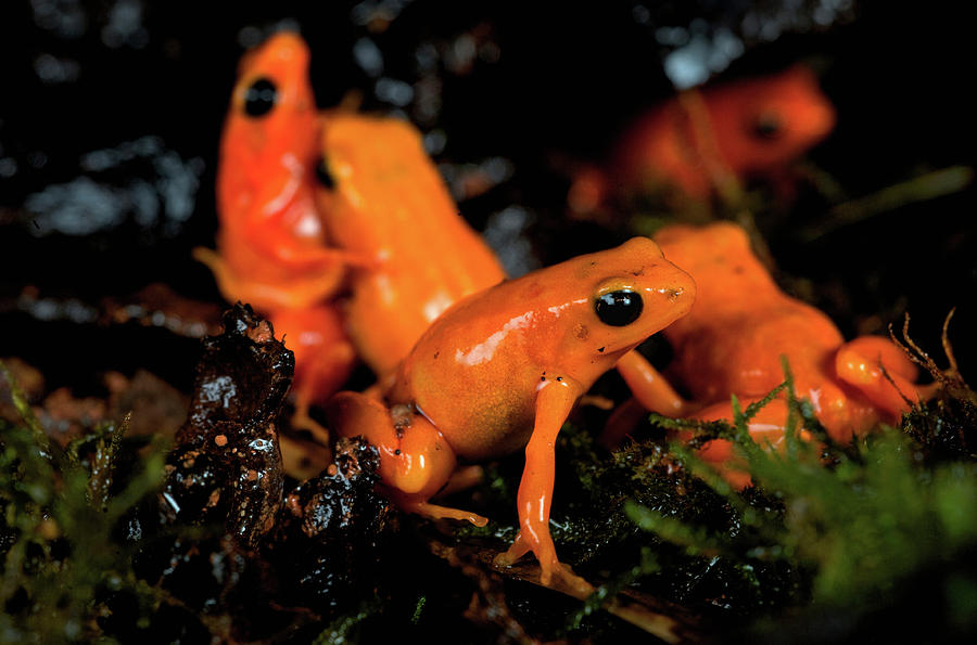 Jungle Photograph - Golden Mantella Frog Bright Colour by Andres Morya Hinojosa