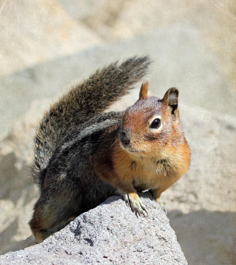Golden Mantle Ground Squirrel Photograph by Angie Vogel