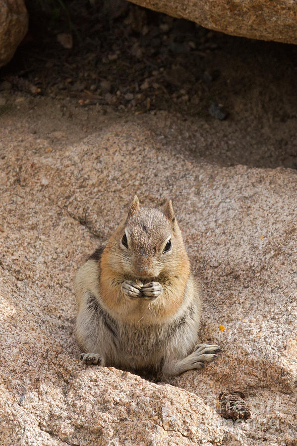 Golden Mantle Ground Squirrel Hidden Valley Rock Mountain Nation Photograph by Fred Stearns