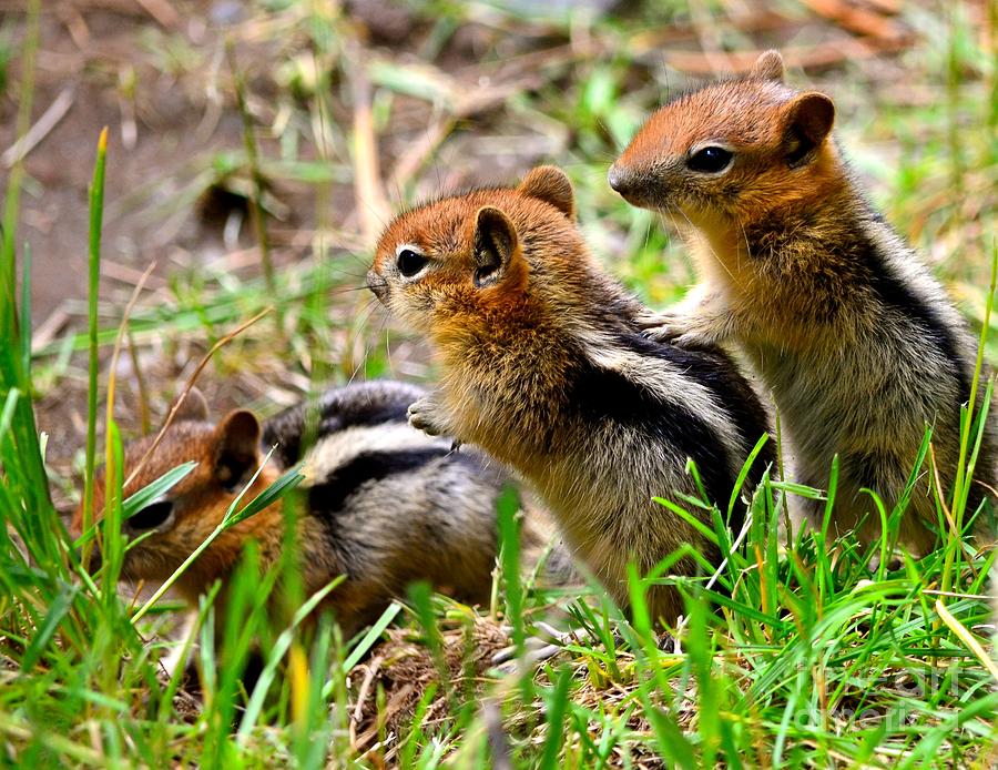 Golden Mantled Ground Squirrel Babies Photograph by Johanne Peale