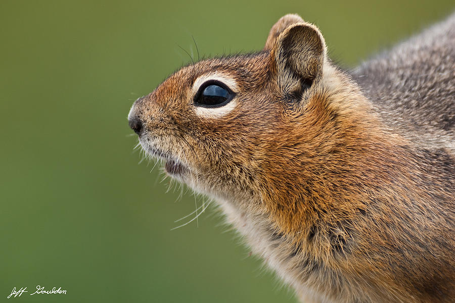Golden Mantled Ground Squirrel Close Up Photograph by Jeff Goulden