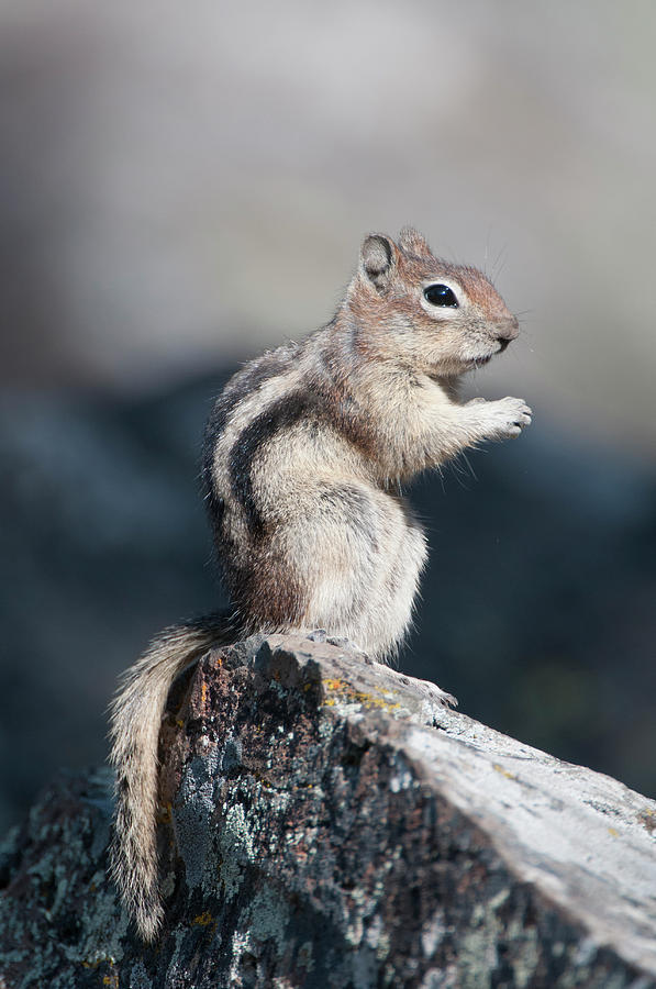 Golden-mantled Ground Squirrel Photograph by Ed Reschke