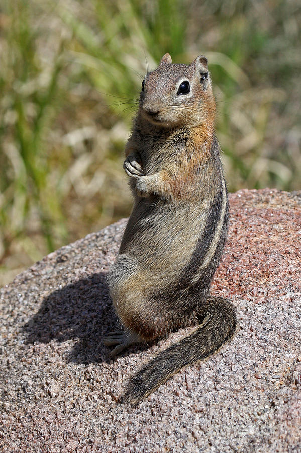 Golden Mantled Ground Squirrel Photograph by Fred Stearns