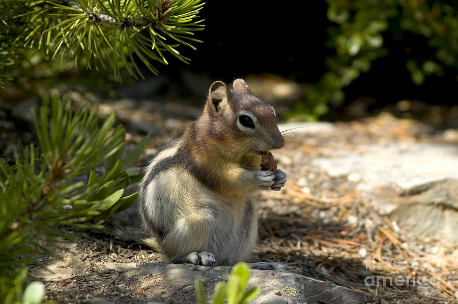 Glacier National Park Photograph - Golden Mantled Ground Squirrel by Gregory G. Dimijian, M.D.