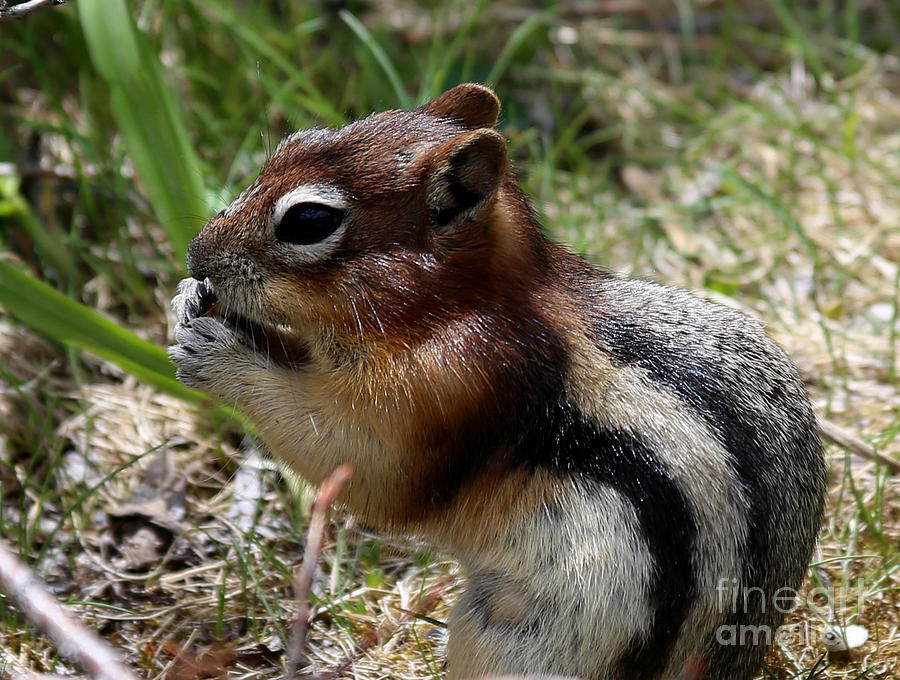 Golden-mantled Ground Squirrel Photograph by Marty Fancy