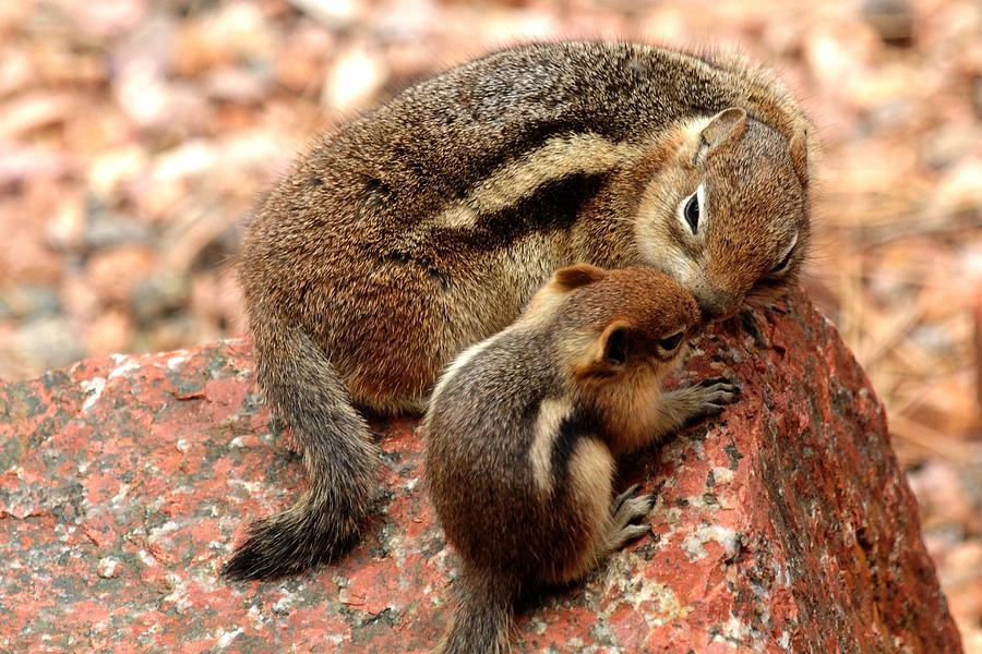 Golden-mantled Ground Squirrel mother and baby Photograph by Marilyn Burton