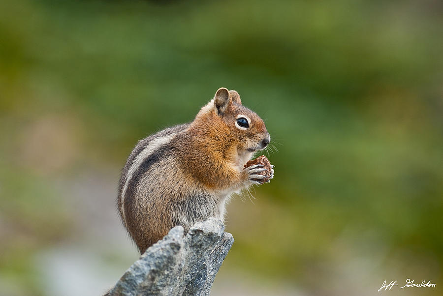 Golden Mantled Ground Squirrel Sitting on a Rock Eating Photograph by Jeff Goulden