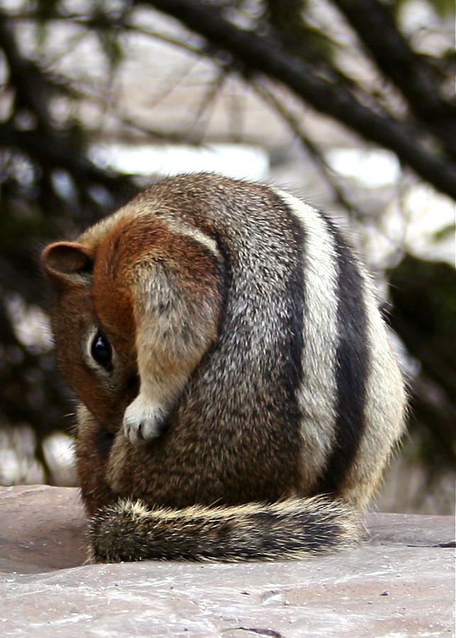 Golden Mantled Ground Squirrel Photograph by Sue Leake - Fine Art America