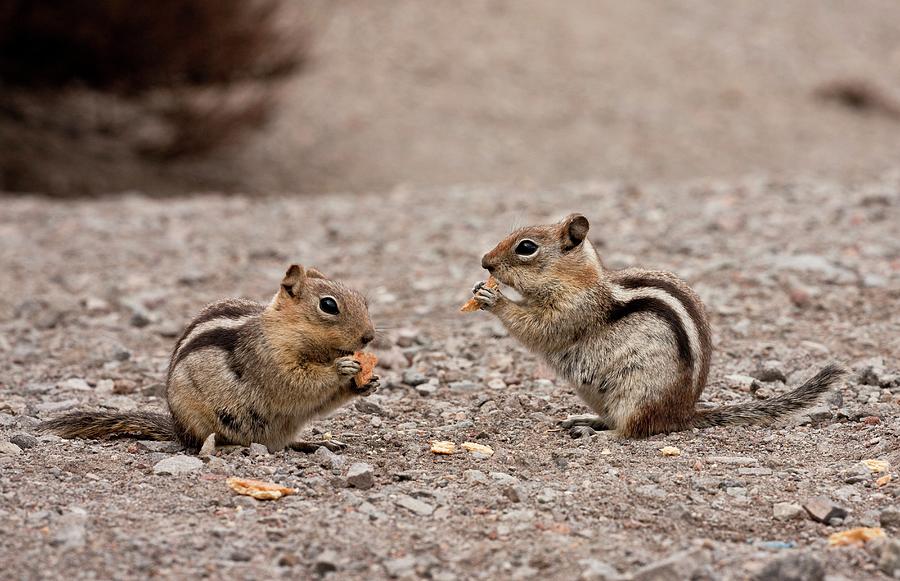 Crater Lake National Park Photograph - Golden-mantled Ground Squirrels by Bob Gibbons/science Photo Library
