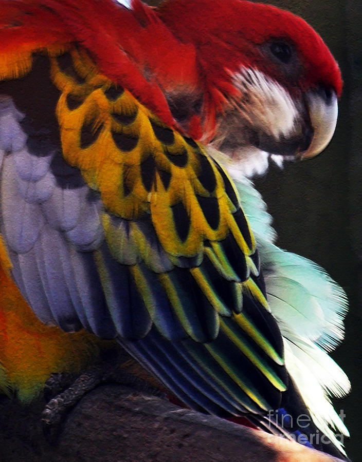 Golden Mantled Rosella Photograph by Lydia Holly