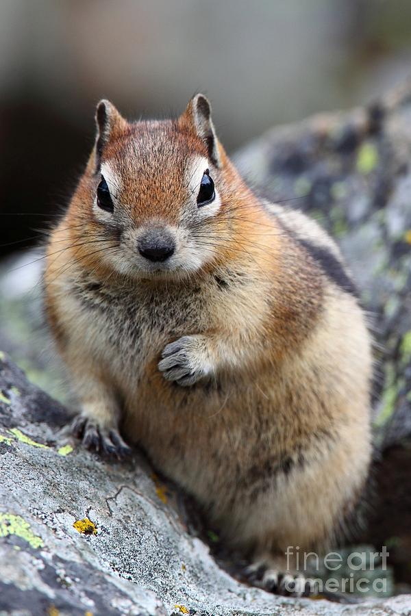 Golden Mantled Squirrel Photograph by Bill Singleton