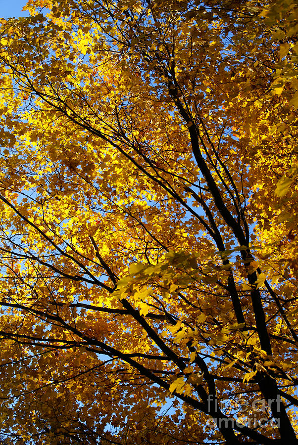 Golden Maple 1 Photograph by Linda Shafer