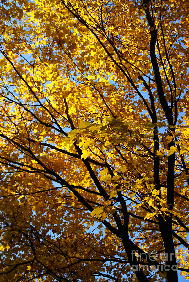 Golden Maple 3 Photograph by Linda Shafer